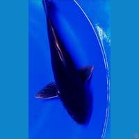 37cm black kawari male