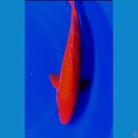 35cm strong benigoi tembus male