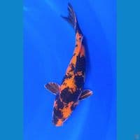 30cm kin ki utsuri