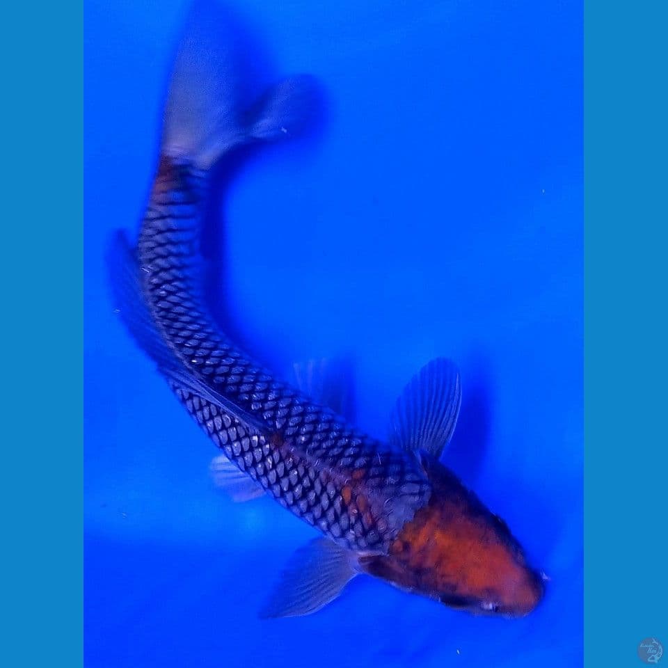 27cm tanco ochiba sigure