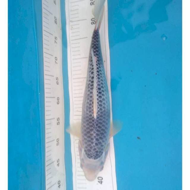 ASAGI BAKAT JUMBO 44 cm