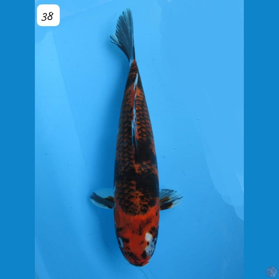 38cm - Kawarimono