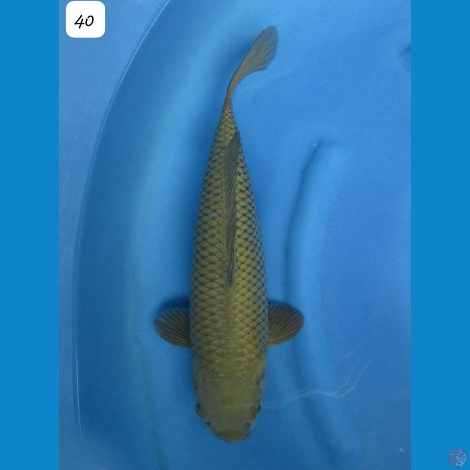 40cm - midori