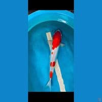 KOHAKU DOITSU MURNI 60CM