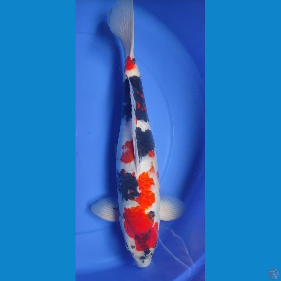 Showa 50cm male