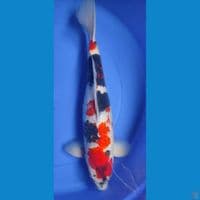 Showa 50cm male