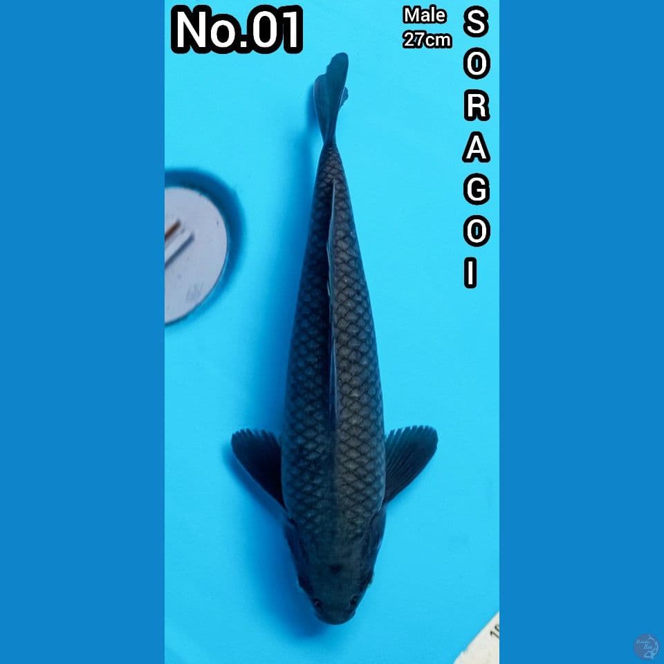 Soragoi