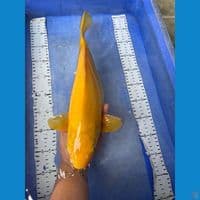 42 karashi lemon