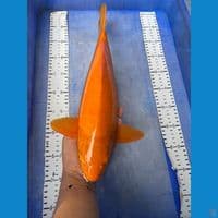 41 red karashi punuk jantan
