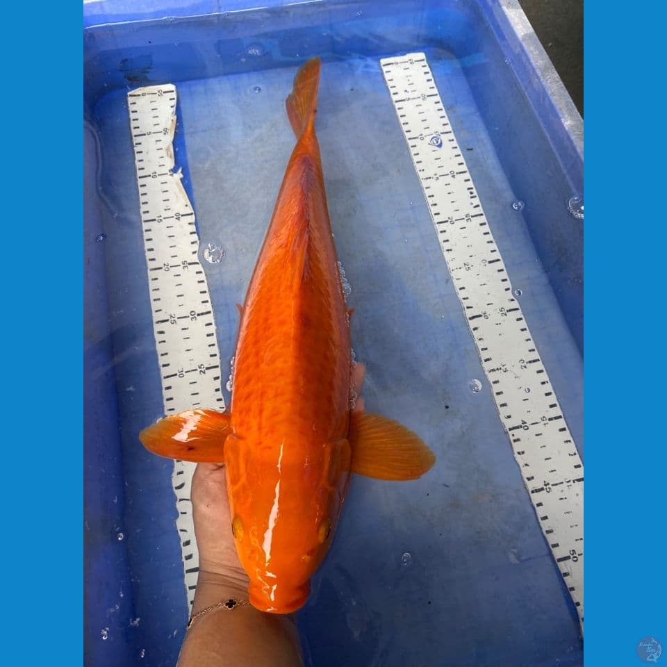 45 jantan karashi njagung munuk