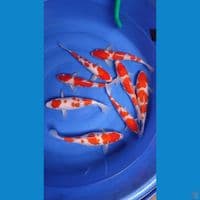 full kohaku