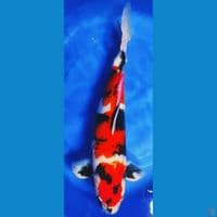 SHOWA 55cm male