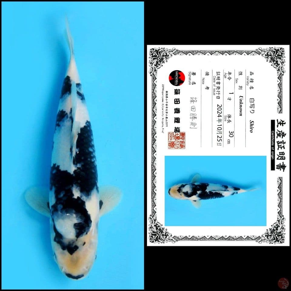 30cm - Shiro Import