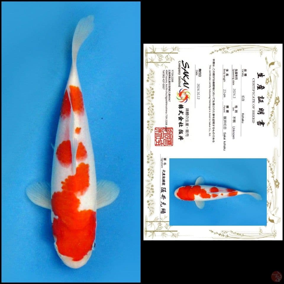 23cm - Kohaku Sakai
