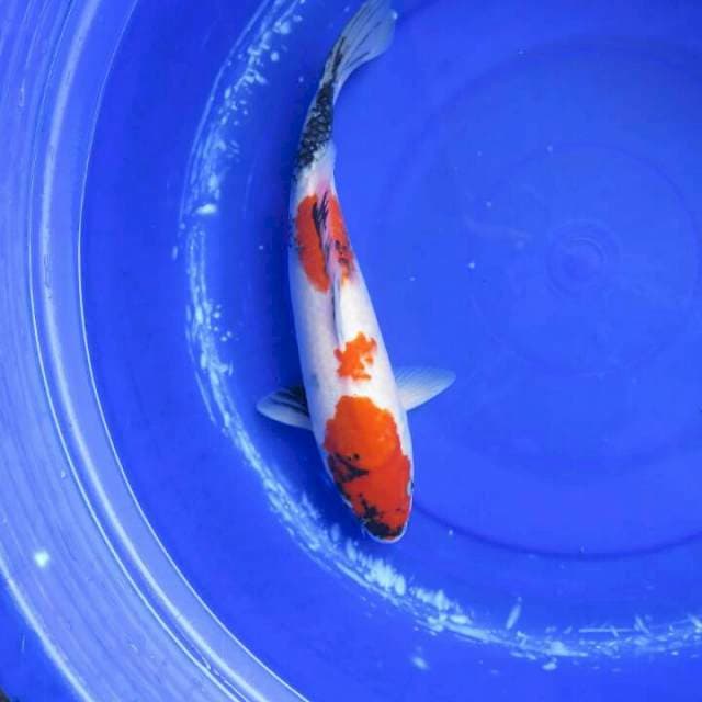 Kindai Showa Putih Female - 38cm 