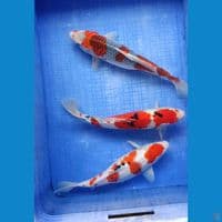 mix sisik 30-34 cm