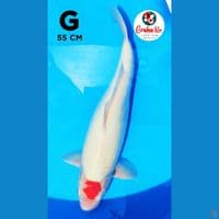 Tanco Jumbo 55cm