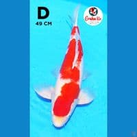 kohaku strong 49cm