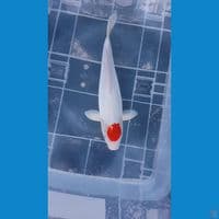 TANCHO KOHAKU DOIT 39CM