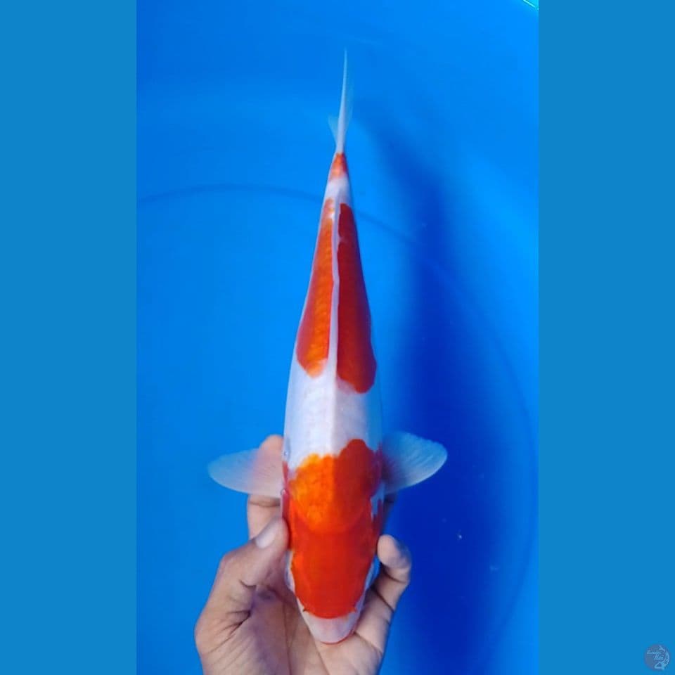 doitsu : 33cm.u