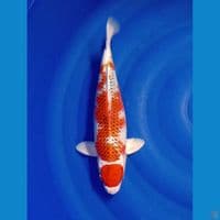 MARUTEN KUJAKU 34 CM