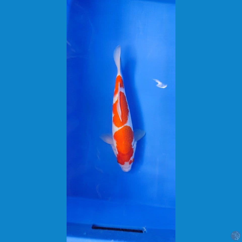 KOHAKU BAHAN KEEPING MALE 33CM