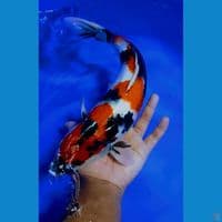 showa 40 cm
