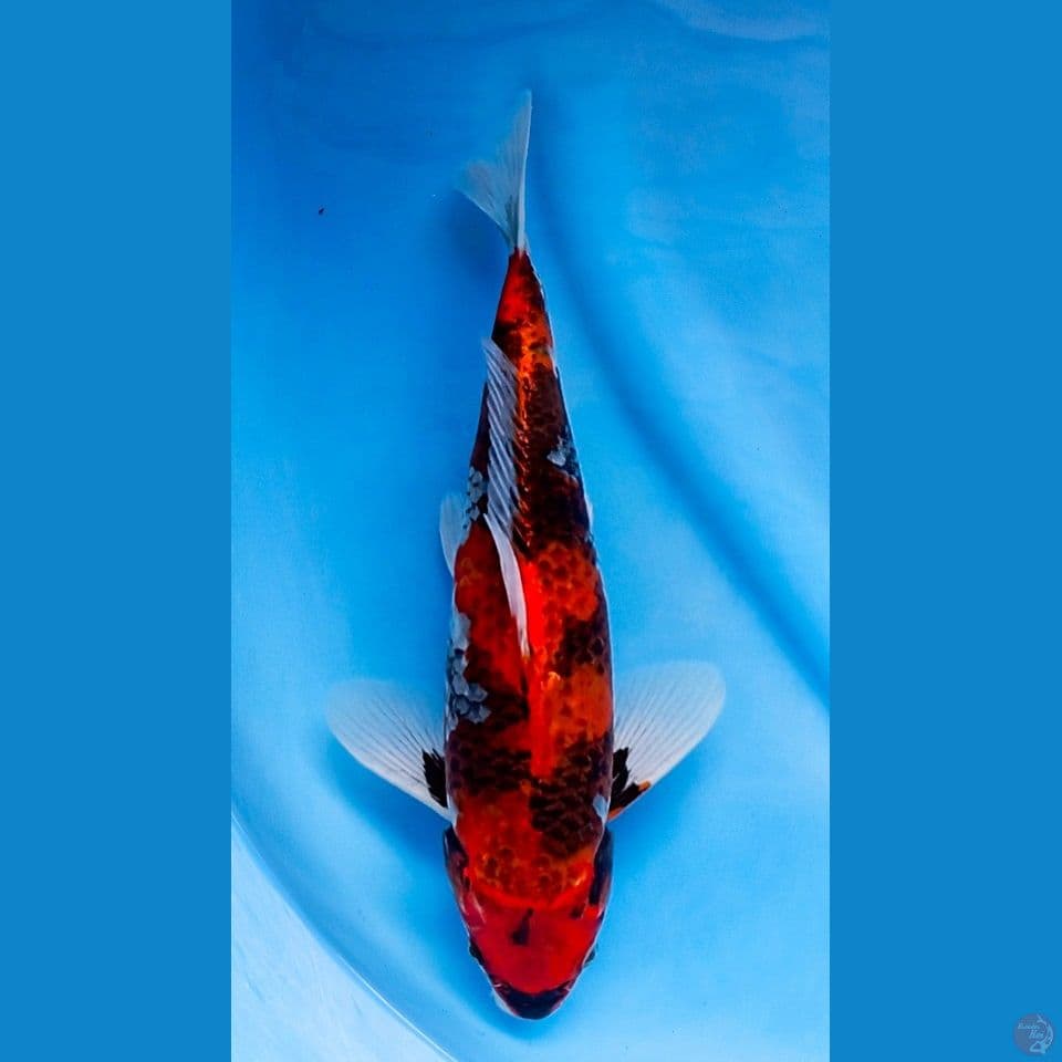 kage showa 35cm