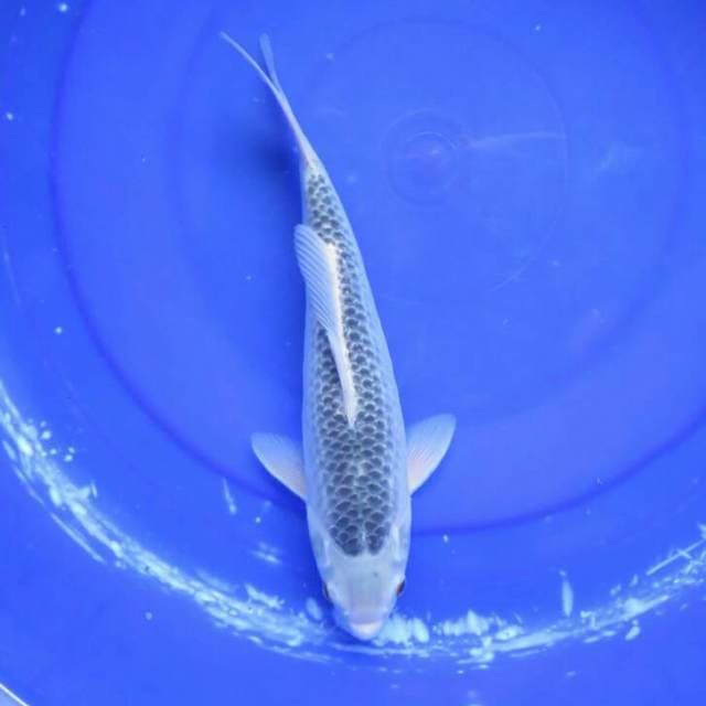 F1 Asagi Jinak Female - 33cm
