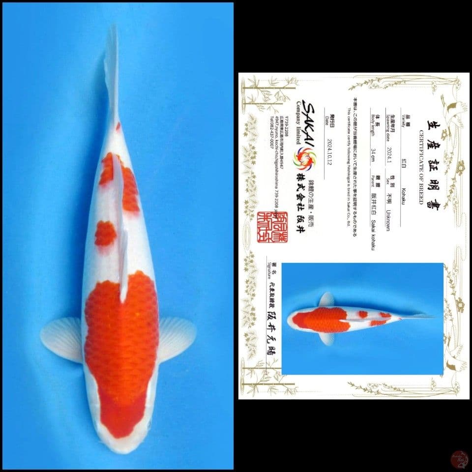 34cm - Kohaku Import 