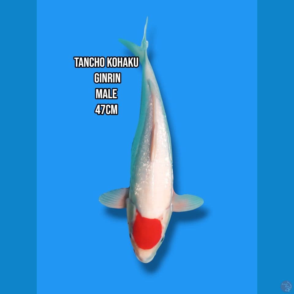 Tancho Kohaku Ginrin