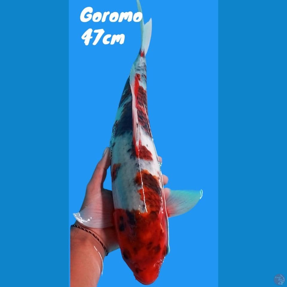 goromo