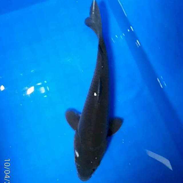 30 KARASUGOI Murmer