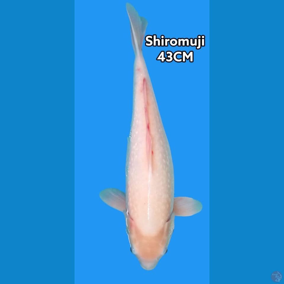 shiromuji
