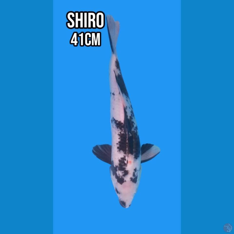 Shiro 