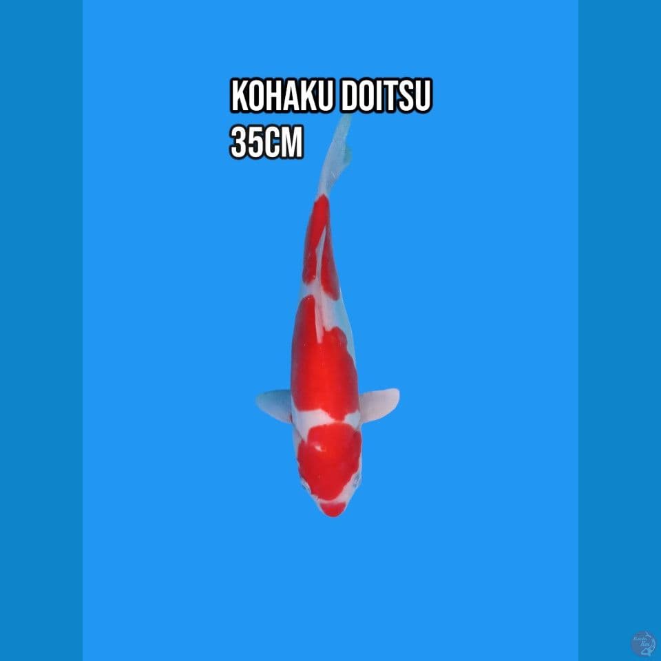 Kohaku Doitsu Kucibeni