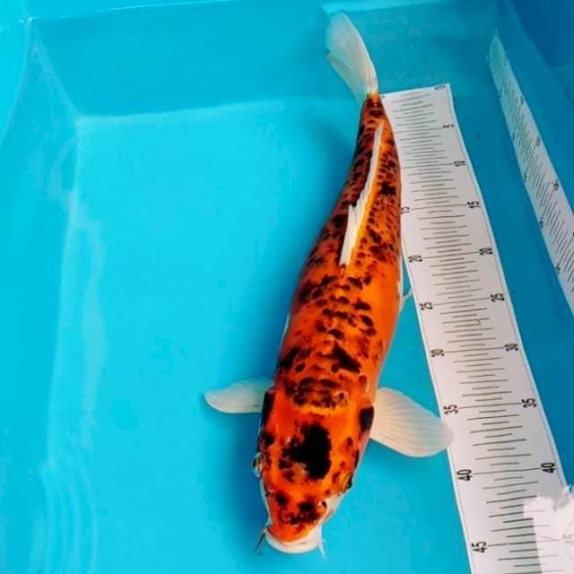 Super langka macan tutul doitsu 