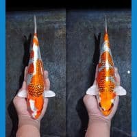 KUJAKU BAHAN KEEP HQ 30_31CM ORYGINAL