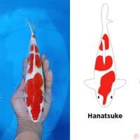 HANATSUKI KOHAKU 31CM HQ 