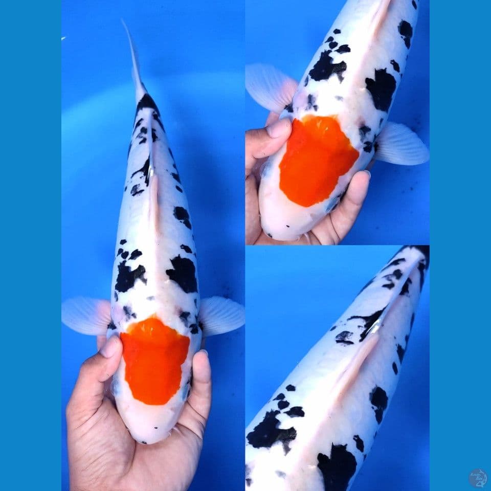 TANCHO BENIKUMONRYU 41 CM