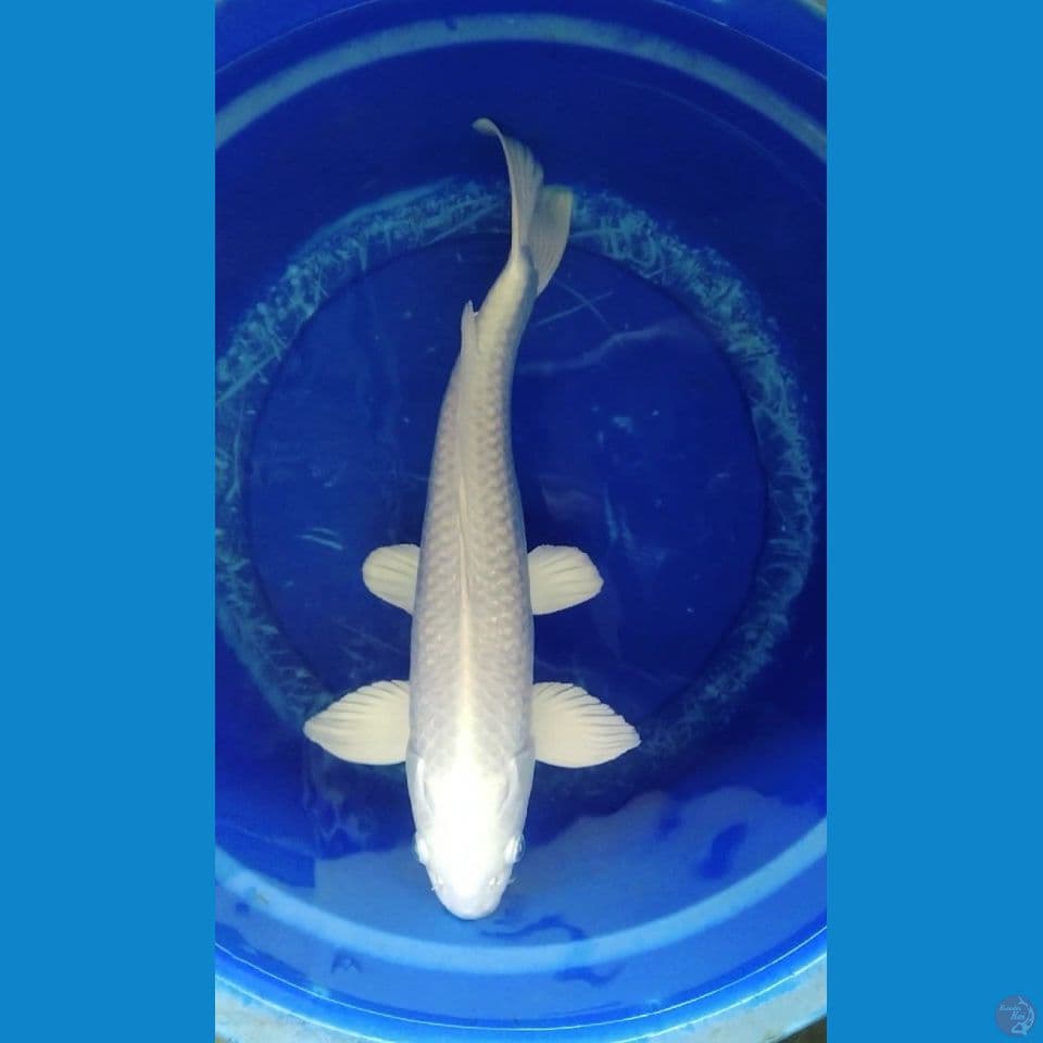 platinum jumbo male 50up super white 