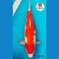 Kohaku Jumbo 51cm