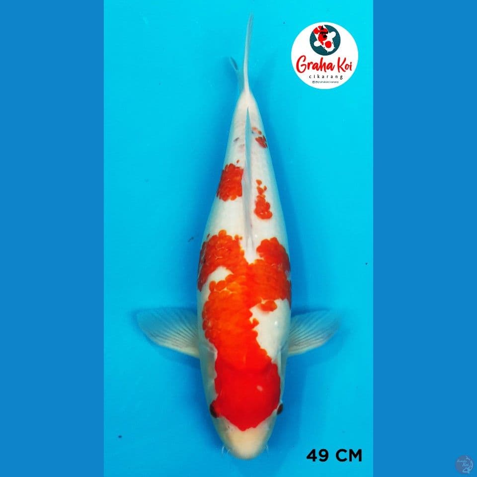 Koromo bulky 49cm