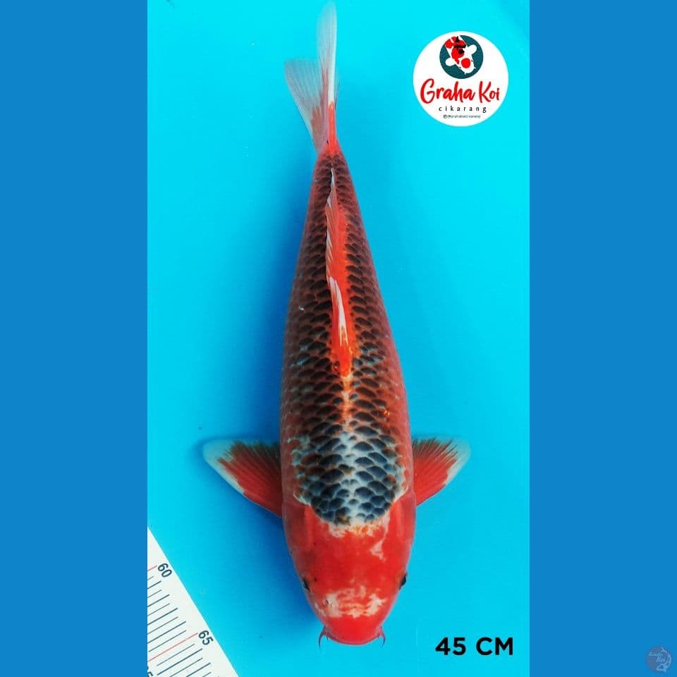 Asagi 45cm