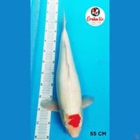 Jumbo Tanco Kohaku 55cm