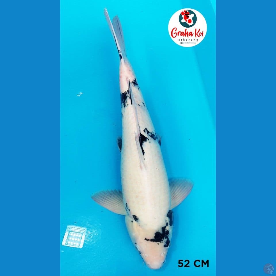 jumbo Shiro 52cm