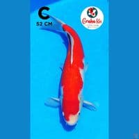 jumbo kohaku 52cm