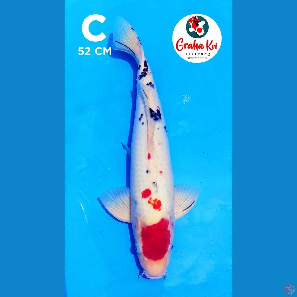 jumbo tanco sanke 52cm