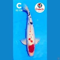 jumbo tanco sanke 52cm