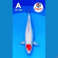 Tanco Jumbo 50cm